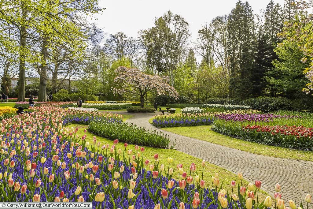 A stone path through the keukenhof gardens between mixed flowering beds of different colours tulips and hyacinths.