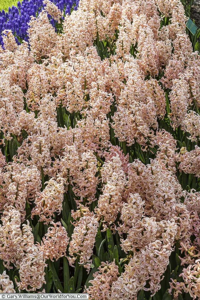 A close-up of a bed of pink, scented hyacinths in keukenhof gardens, netherlands
