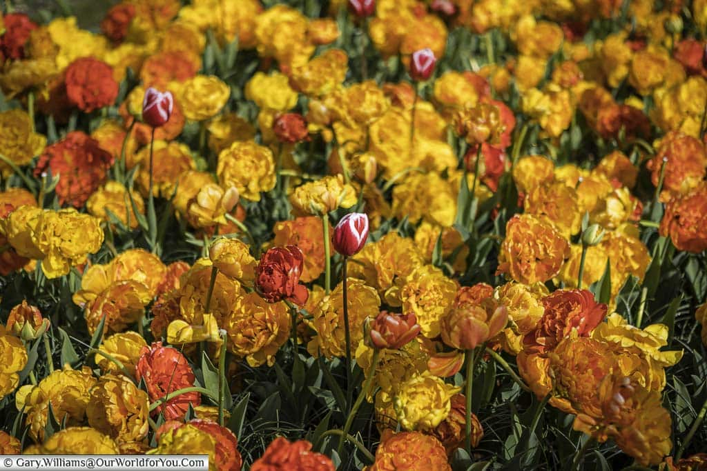 A close-up of a bed of orange and red double tulips in keukenhof gardens in holland