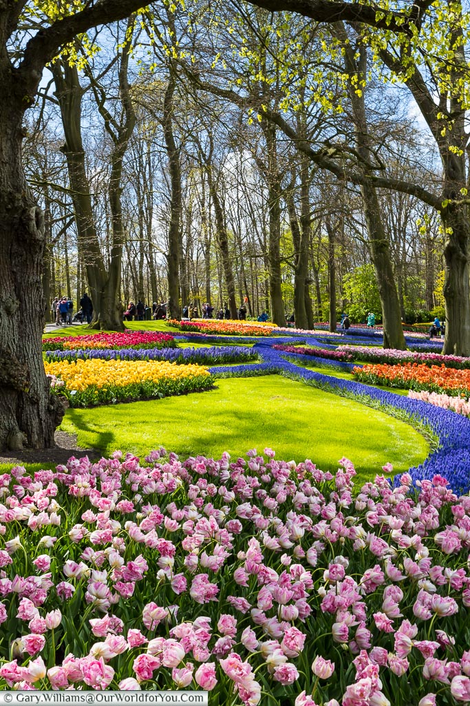 A brightly coloured giant flower constructed from beds of tulips & hyacinths in a woodland scene in Keukenhof Gardens