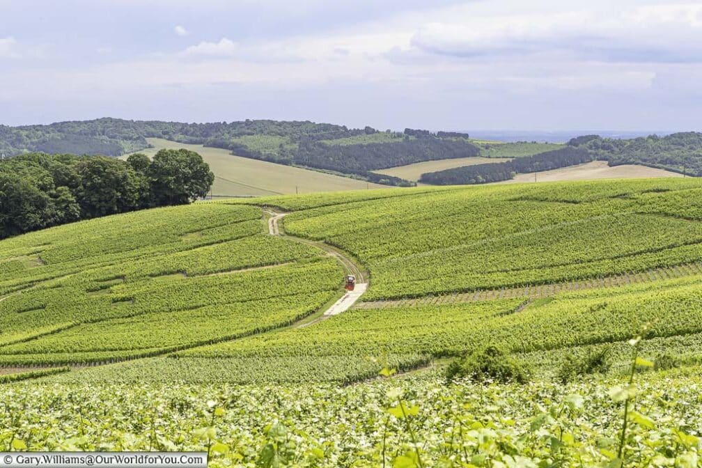 The lush rolling landscape of the Champagne region of France. The view is punctuated by a bright red tractor in the distance withing the vines.