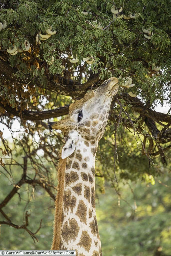 The head an nexk of a giraffe stretching up to feed of acacia