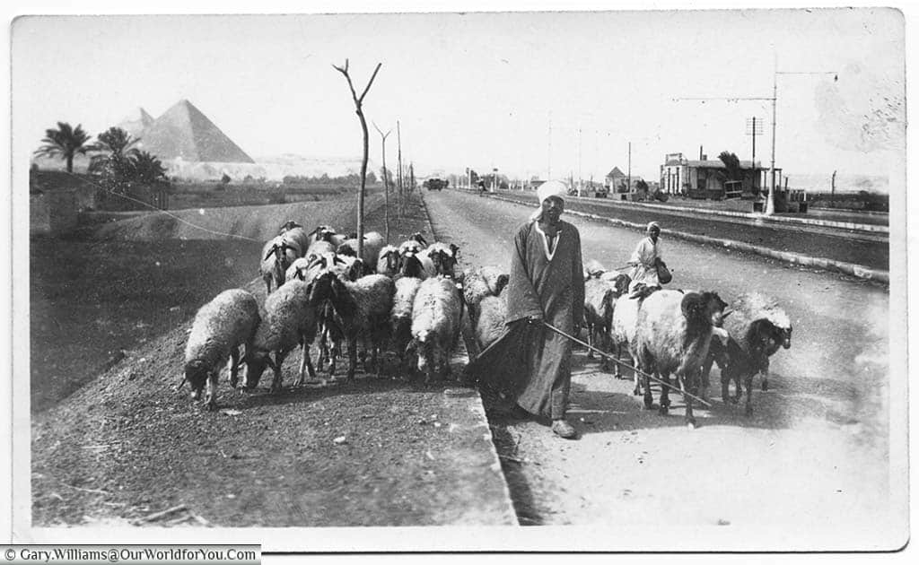 A goathearder, with his flock, walking along a Pyramid Road in Cairo with a pyramid in the background.