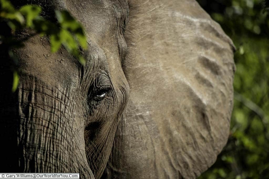 A close-up of a lone, male, bull, elephant in the Bush in Zimbabwe. The shot focuses on the upper part of the trunk, the eye, and part of his huge ear
