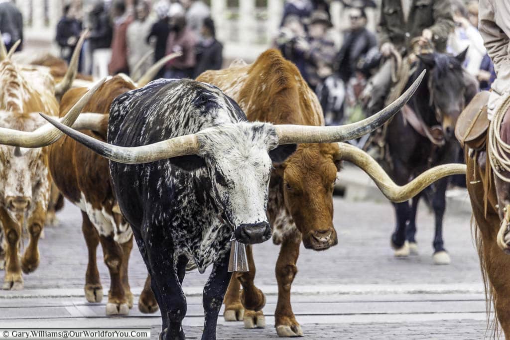 A herd of Texas Longhorn cattle driven around the streets of the Stockyards district of Fort Worth, Texas