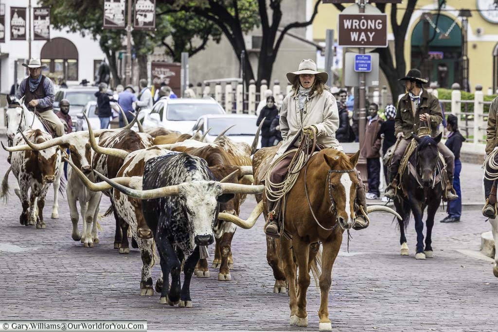 Cowboys (and girls) herding Texas Longhorn cattle through the streets of the Stockyards district of Fort Worth, Texas
