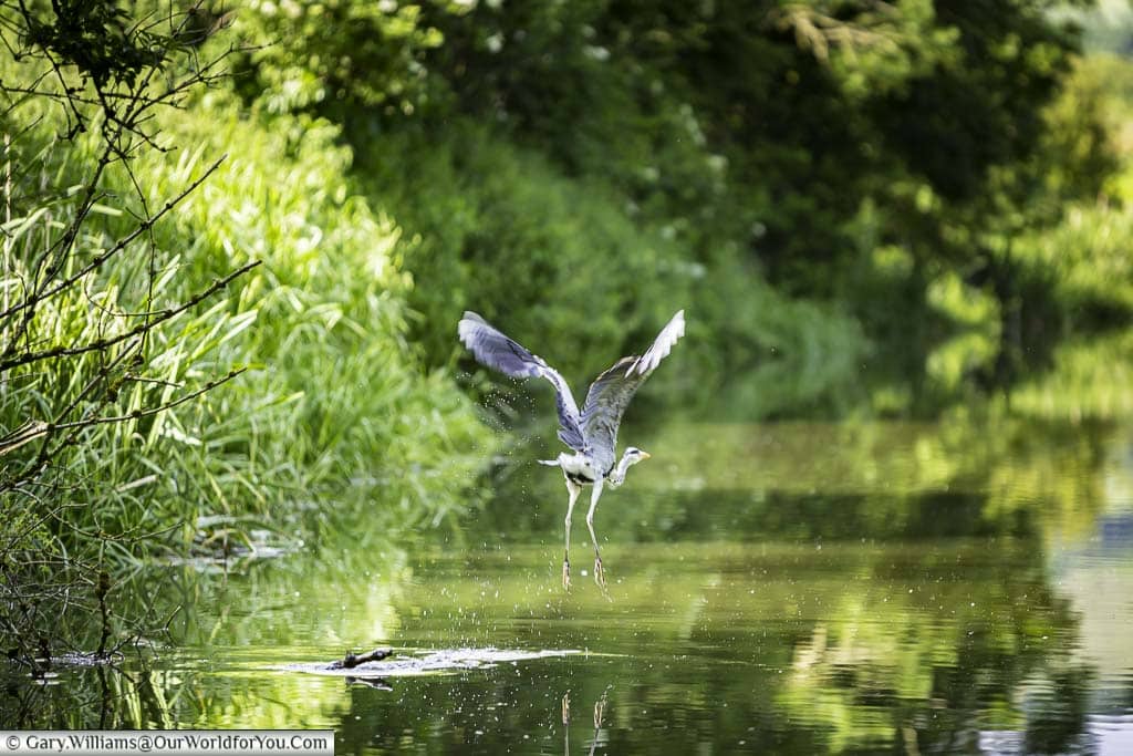 A disturbed heron takes flight from the banks of the kennet and avon canal
