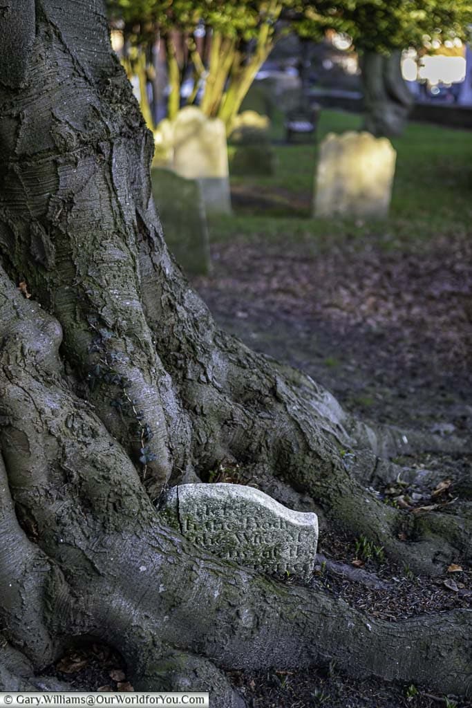 A tiny headstone at the base of a tree, nestled between the roots, in the graveyard of saint mary the virgin church in rye, east sussex