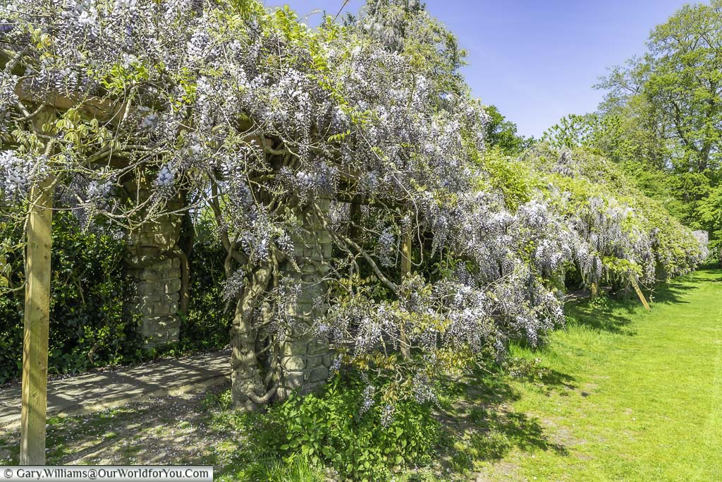 The purple flowering wisteria hanging from a pergola next to the croquet lawn at nymans house and gardens in west sussex