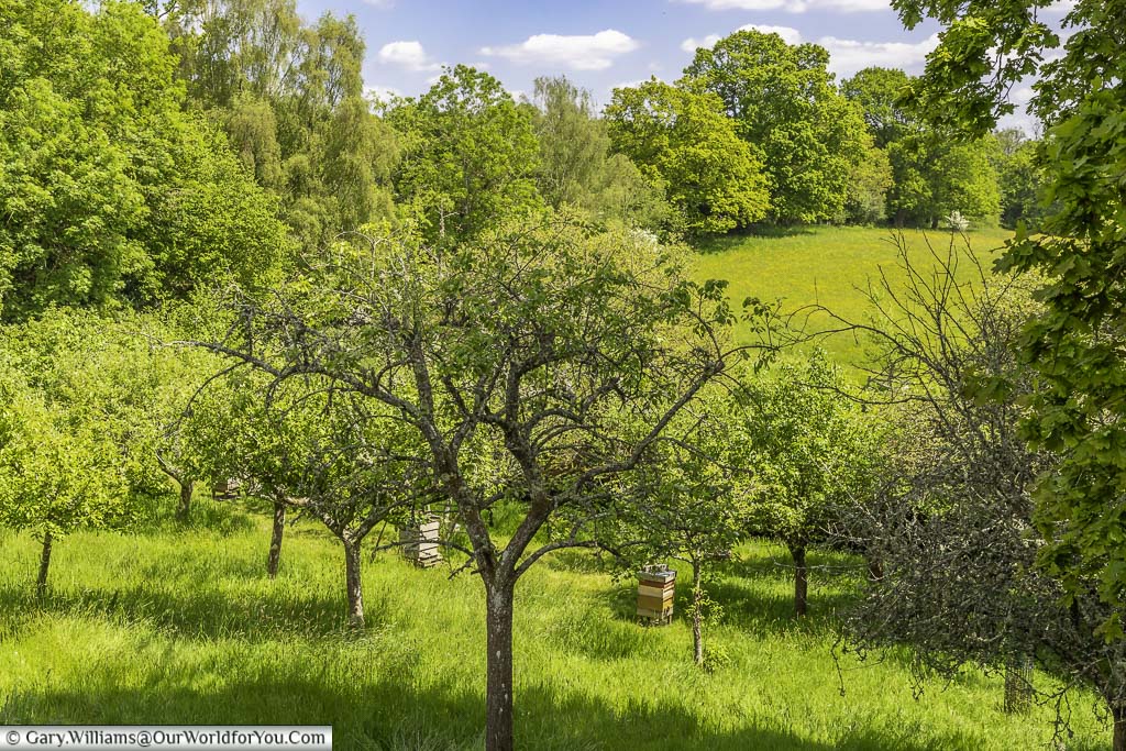 Beehives dotted between apple trees in an orchard at the national trust's standen house and gardens in west sussex