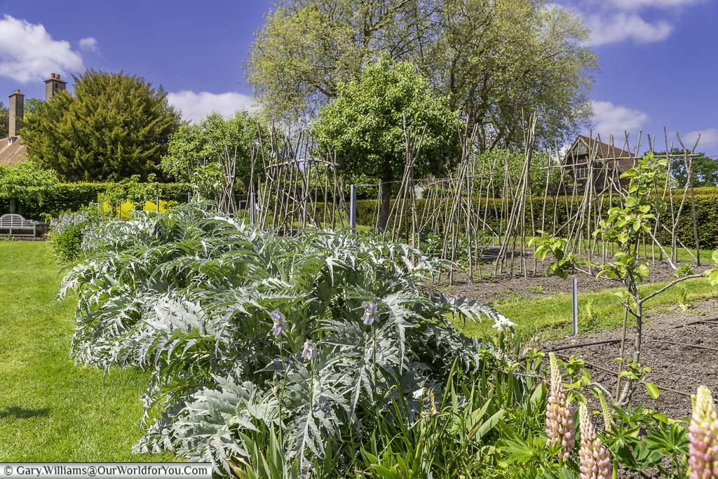 Mixed planting on the edges of the vegetable patch in the kitchen garden of standen house and garden