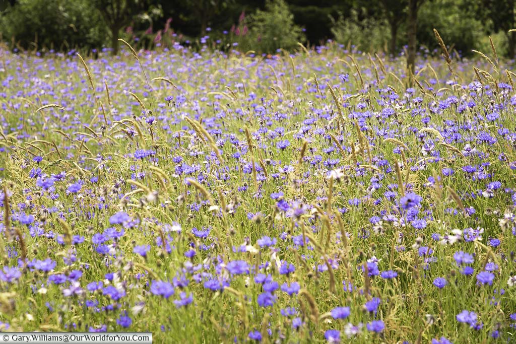 A densely planted meadow of blue cornflowers and tall golden grasses at emmetts garden in kent