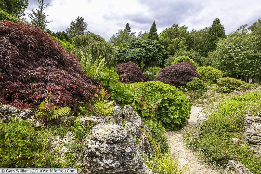 A pathway through Emmetts rock garden with ruby red acers and alpine planting either side