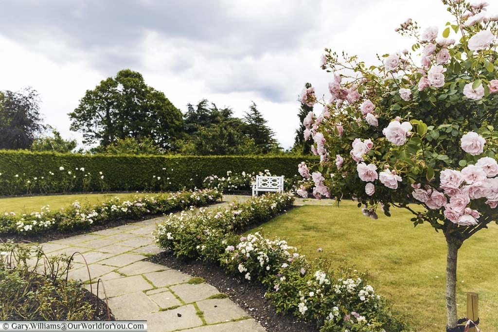The formal planting of the rose garden, framed by pink octavia Hill roses, at emmets gardens in kent