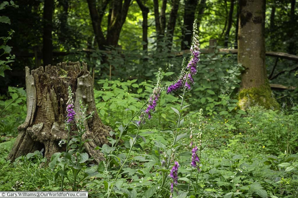 Spires of purple flowering foxgloves in among the woodland undergrowth, next to a rotten tree stump in emmett's gardens in kent