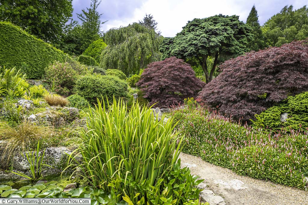 Deep lush planting in the rockery of emmett's gardens consisting of ruby red acers, deep green specimen trees and a path meandering between them