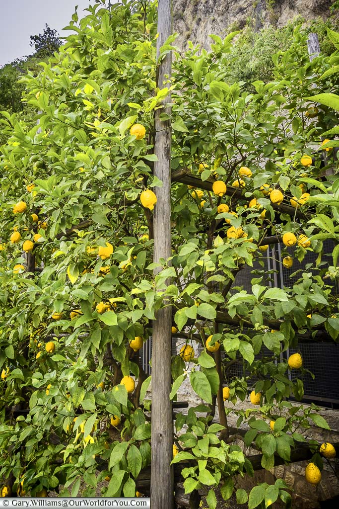 Italian lemons growing fresh on the tree in Limone Sul Garda