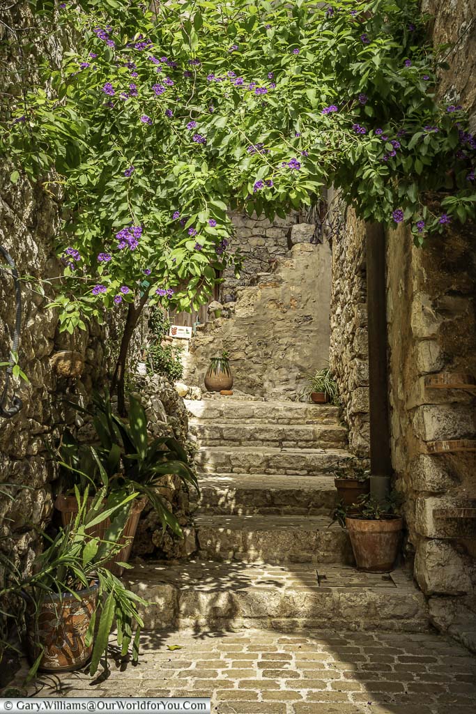 Steps leading to a small cobbled courtyard, lined with terracotta pots and a flowering wisteria forming a natural arch in the village of Tourrettes-sur-Loup in provence, france