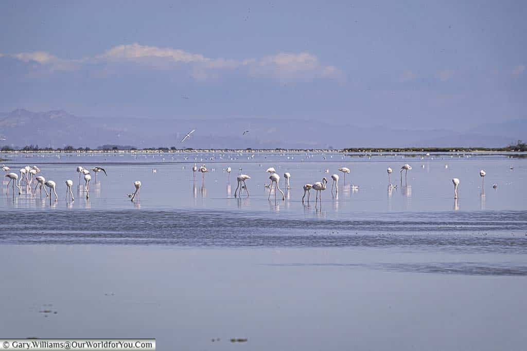 A large group of flamingoes wading in a lagoon in the Camargue.