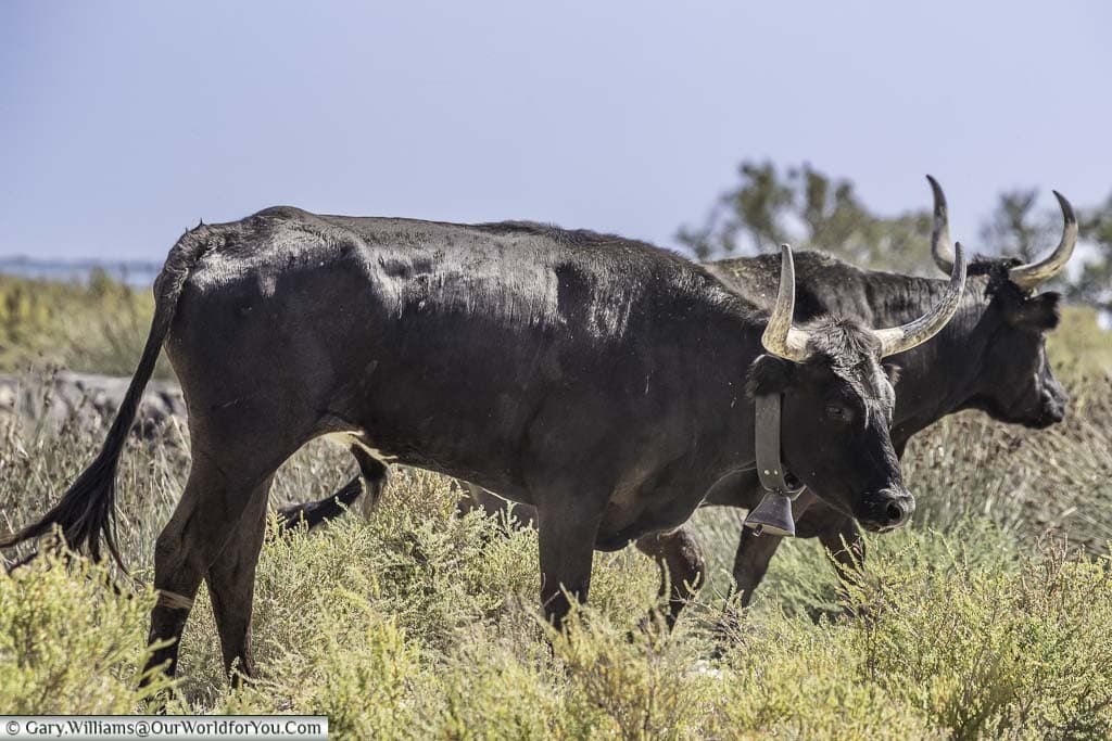 Two large bulls, sporting upturned horns, wandering around the scrubland of the Camargue.