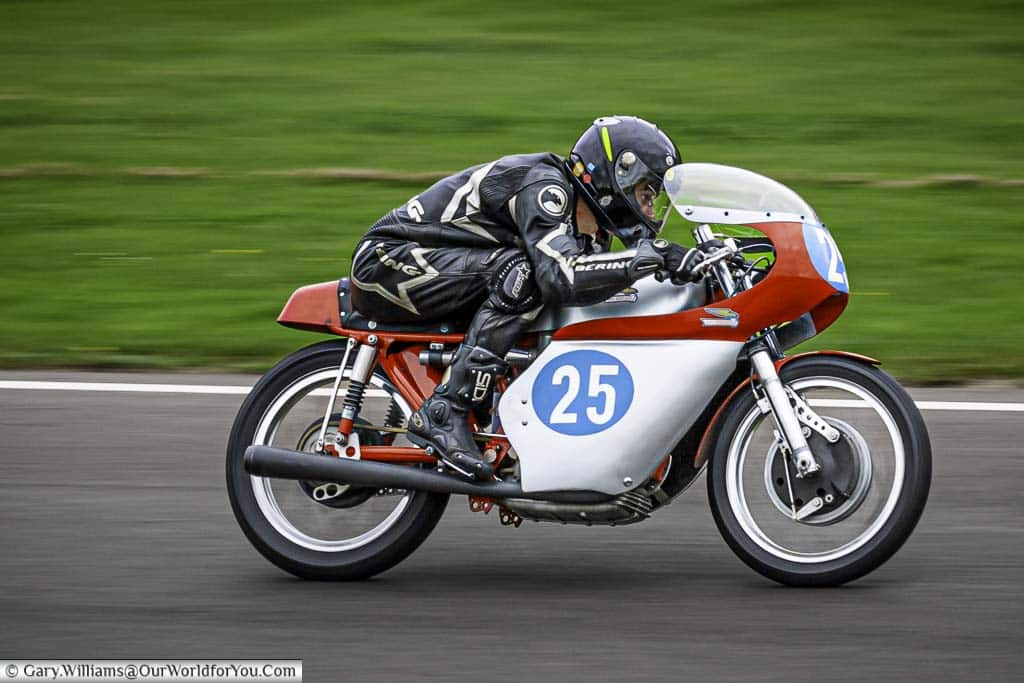 a 1954 ducati 350 scd motorcycle being ridden at pace at the goodwood revival meeting