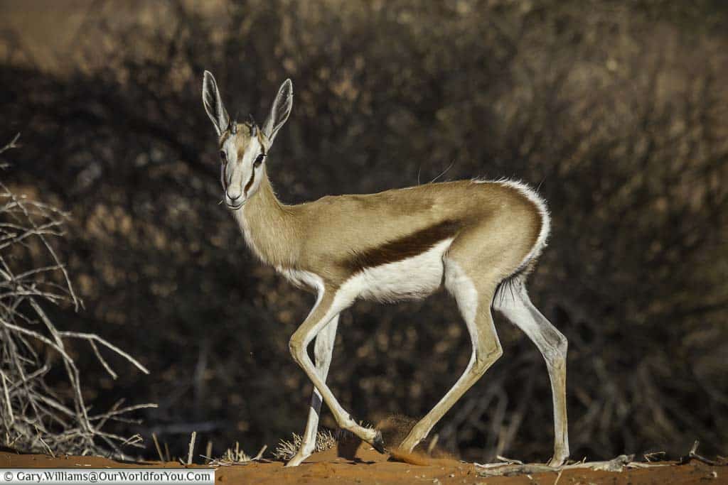 A young springbok, Morning Game Drive, Bagatelle Kalahari Game Ranch, Namibia