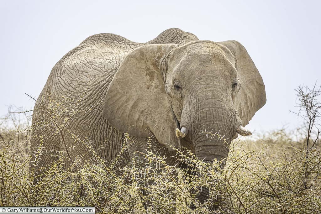 a lone big bull elephant in etosha national park in namibia staring straight at us.