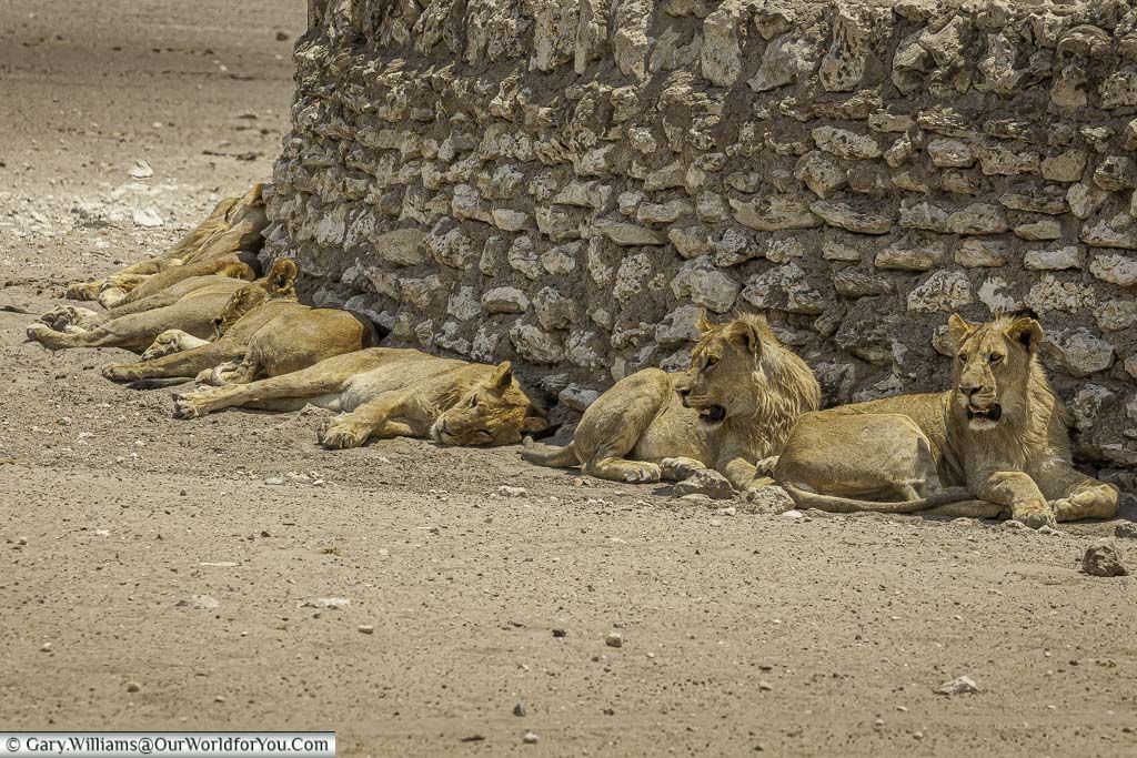 A group of resting lions against the stone wall of a water reservoir in Etosha National Park in Namibia