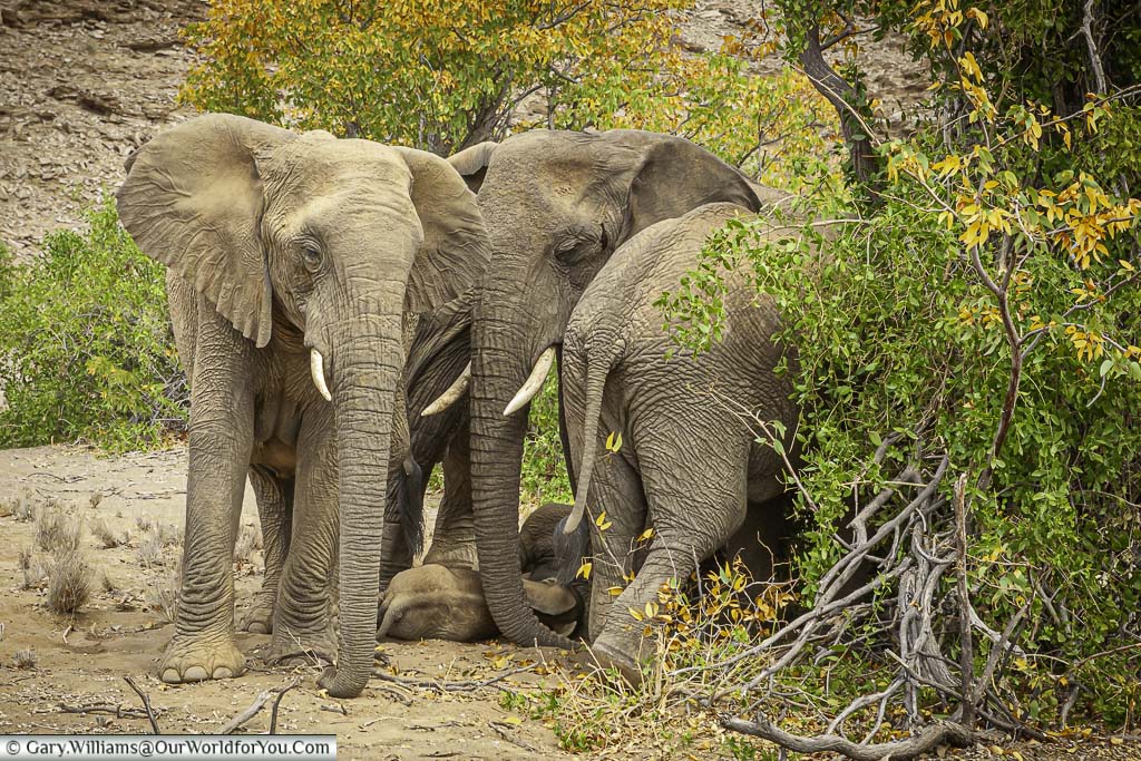 A small family herd of five desert elephants huddled around a bush in Namibia