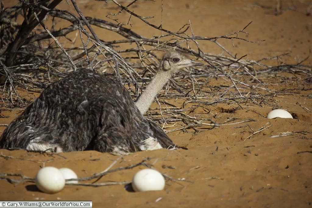An ostrich nursing her clutch of eggs surrounded by discarded eggs set in the deep burnt orange sand of the kalahari desert in namibia
