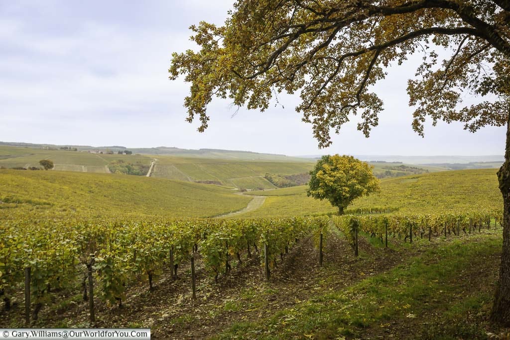 The rolling hills of the burgundy wine region on a golden autumnal day