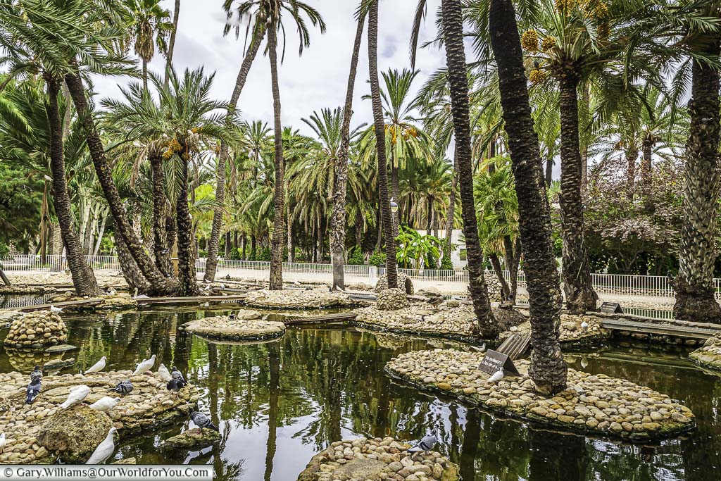 A small duck pond with clear water in Elche’s Municipal Park. Tall palm trees with green fronds surround the pond.
