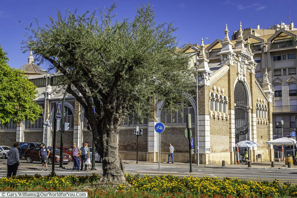 A tree in the centre of a flowerbed on the opposite side of the road from the food hall, known as the mercado de abastos de verónicas in murcia, spain
