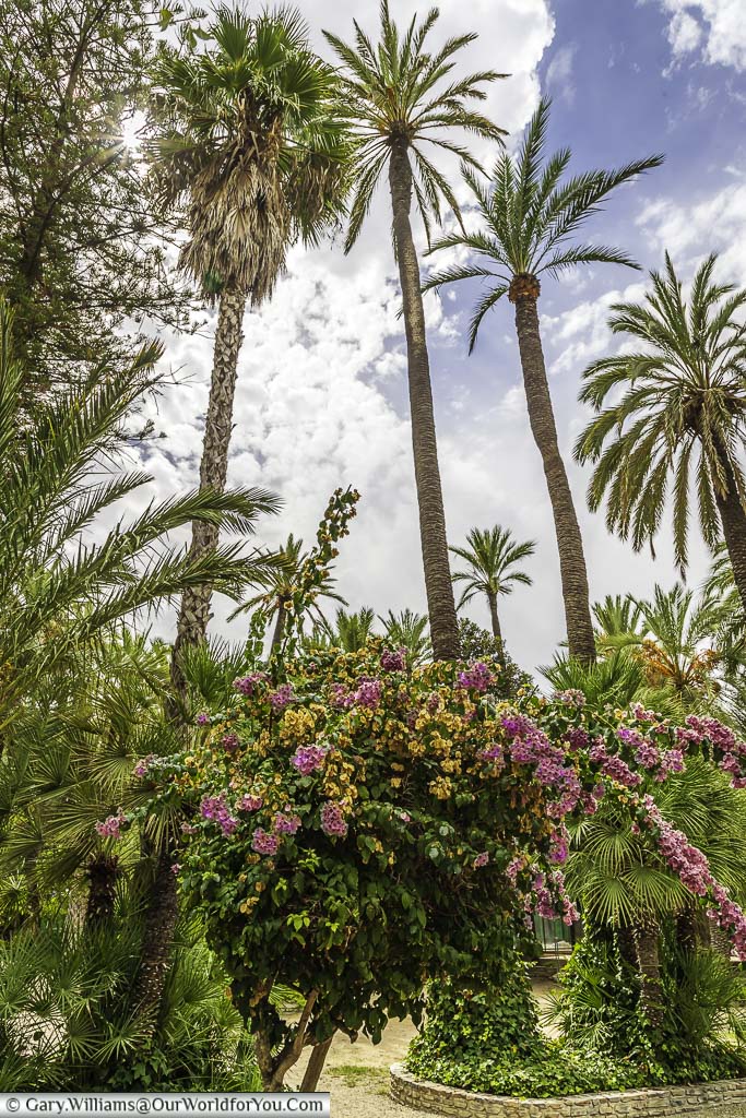 Elche’s Municipal Park with several palm trees, bougainvillea flowers, and lantana flowers. The palm trees have tall, brown trunks and green fronds. The bougainvillea flowers are purple and pink, and the lantana flowers are orange and yellow. The sky is blue and there are a few white clouds.