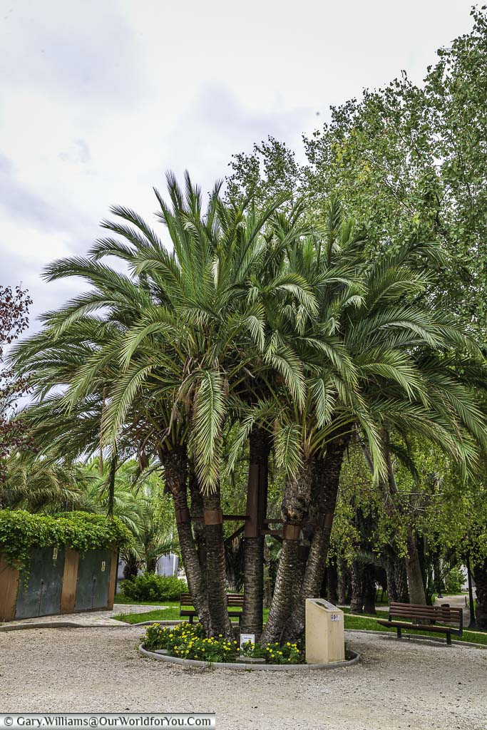 A group of tall palm trees, La Palmera de la Fuente, with green fronds swaying in a gentle breeze. There are benches scattered throughout Elche’s Municipal Park, providing the shade of the trees.